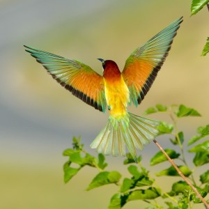 shutterstock_83580832